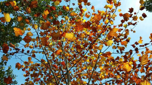 叶子, 秋天, 黄色, 棕色, 分支机构, 落叶的秋天, 叶