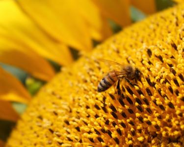 向日葵, 花, 蜜蜂, 蜜蜂, 养蜂, 黄色, 花粉