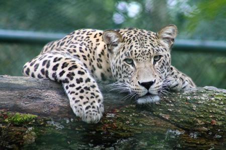 动物, 动物摄影, 大猫, 豹, 野生猫科动物, 野生动物