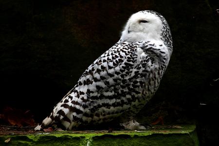 雪白的猫头鹰, 动物, 羽毛, 鸟, 白色, 自然, 一种动物