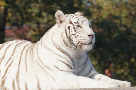 白色, 老虎, 猫, 白虎, 野生动物园
