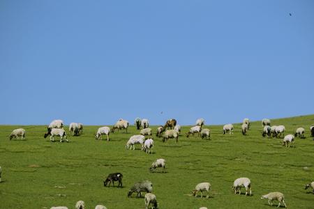 草原, 羊群, 夏季, 航运, 牧场, 山羊