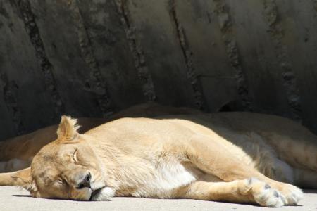 狮子, 休息, 睡觉, 累了, 狮子-猫科动物, 母狮, 动物