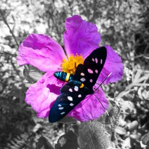 蝴蝶, 花, 背景, 昆虫, 自然, 蝴蝶-昆虫, 多色