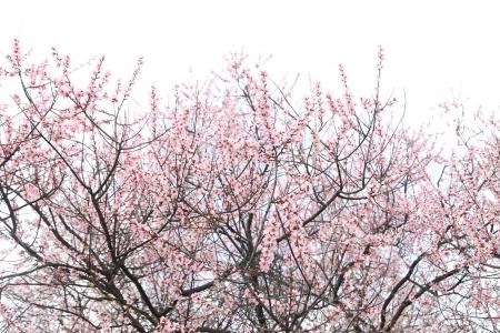 桃花开, 林芝地区, 天空, 粉色