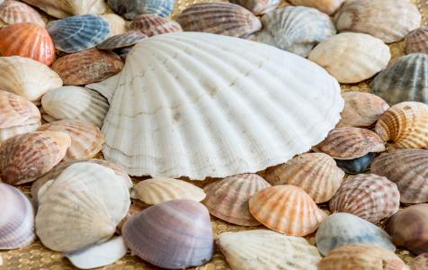 海贝壳, 贝壳, 海, 海贝壳, 海洋, 自然, 贝壳