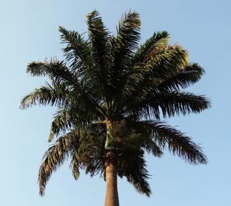 皇家棕榈, 棕榈, 棕, 棕榈, 树, kittur, 贝尔高姆