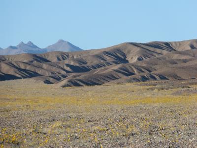 死亡谷, 超级绽放, 沙漠金花, 风景名胜, 山脉, 加利福尼亚州, 沙漠
