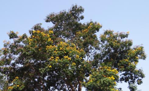 peltophorum pterocarpum, copperpod, 树, 花, 金色华丽, 黄色华丽, 黄色火焰树