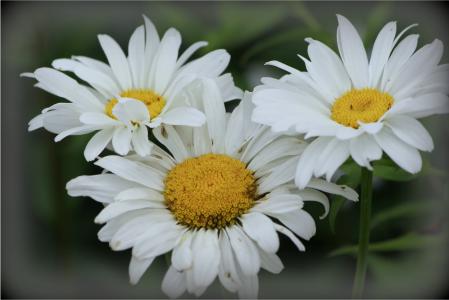 雏菊, 花, 白色, 当然, 自然, 黛西, 花