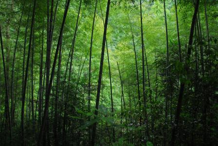 竹, 绿色