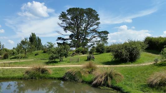 树, 景观, 屯, 新西兰