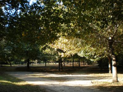 瓦伦西亚, 公园, 秋天, rambleta, 树, 自然, 叶