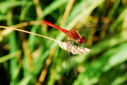 蜻蜓, 昆虫, 红色, 关闭, 宏观, 自然, 动物