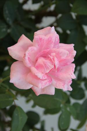 粉红色的玫瑰, 公园, 花园, 植物区系, 自然, 工厂, 花瓣