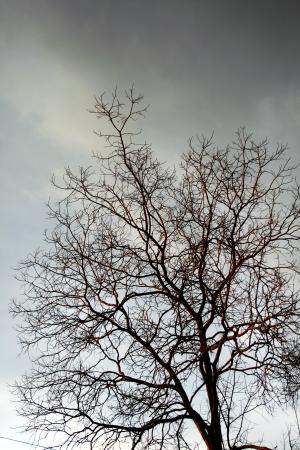 光秃秃的树枝, 树, 分支机构, 树枝, 裸, 灰色, 冬天