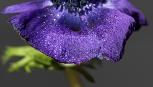 花, 蓝色, 滴眼液, 水, 湿法, 植物, 紫色