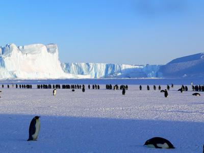 羊群, 雪原上, 动物, 可爱, 自然, 企鹅, 在冰上