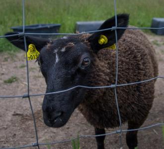 黑羊, 羊, 围栏, 栅栏, 农场, 羊毛, 哺乳动物