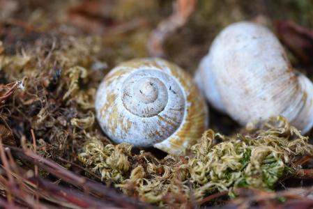 壳, 空蜗牛壳, 离开, 青苔, 自然, 关闭, 蜗牛