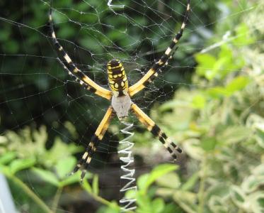 黄色花园蜘蛛, web, 宏观, 昆虫, 自然, 蜘蛛网, 捕食者
