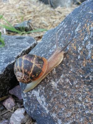 蜗牛, 壳, 动物, 岩石, 螺旋, 黏糊糊, 花园