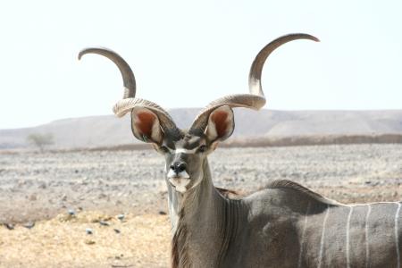 羚羚羊, 哺乳动物, 野生动物, 羚羊, 野生, 自然, 喇叭