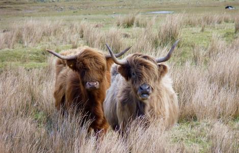 高地牛肉, 苏格兰, 牛肉, 母牛, 蓬松, 牧场, 动物