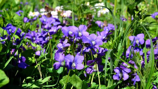 春天, 紫罗兰色, 自然, 紫色的花