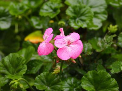 粉色, 花, 绿色, 水一滴, 雨, 五月, 自然