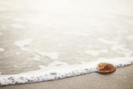 棕色, 贝壳, 海边, 海贝壳, 海滩, 沙子, 海岸