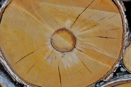 木材, 桦木树干, 自然, 木材, 年轮