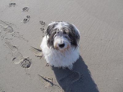狗, 等待, 脚印, 孤独, 海滩, 海, 孤独