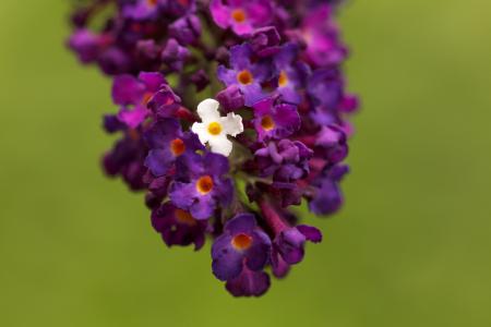 丁香, 开花, 绽放, 紫罗兰色, 花, 夏季, 植物