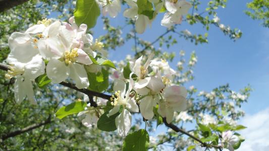 春天, 自然, 树, 白色, 开花, 绽放, 分公司