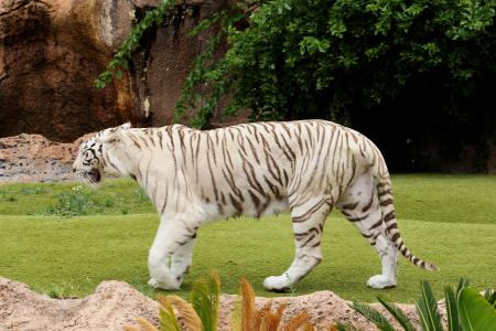 老虎, 白虎, 流浪猫, 捕食者, 动物, 小胡子, 白色