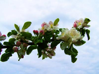 苹果棵开花的树, 白色粉红色花, 春天