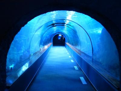 隧道, 水下, 水族馆, 鲨鱼坦克, 蓝色, 黑暗, 令人毛骨悚然
