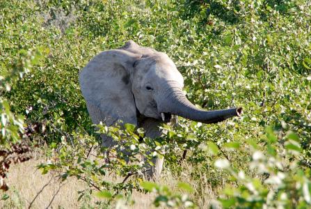 大象, 长鼻, 年轻的动物, 非洲, 野生动物园, 纳米比亚, 埃托沙
