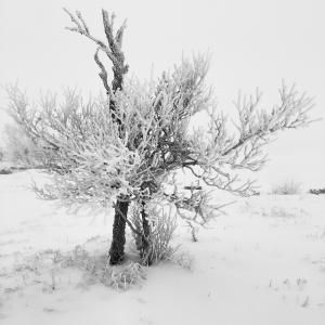 冬天, 雪, 树, 自然
