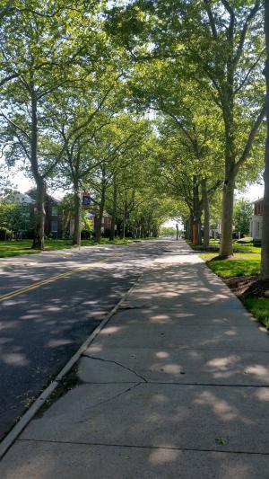 绿树成荫的街道, 人行道上, 道路