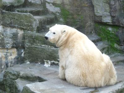 北极熊, 熊, 动物世界, 甜, 熊, 动物园, 休息