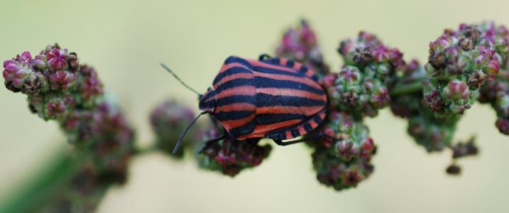 昆虫, 红色, 黑色, 自然, 条纹, 节肢动物