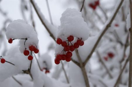 雪, 浆果, 红色, 树木, 冬天