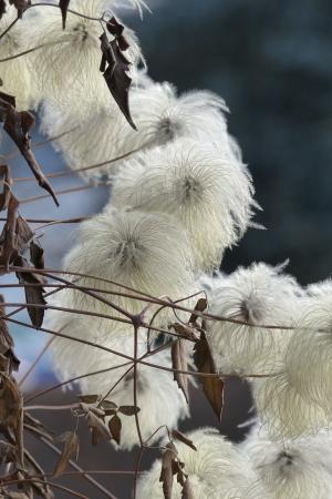 铁线莲, viticella, 从蓬勃发展, 秋天, 白色