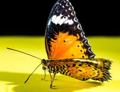 蝴蝶, 昆虫, 蝴蝶-昆虫, 自然, 动物, 动物的翼, 宏观