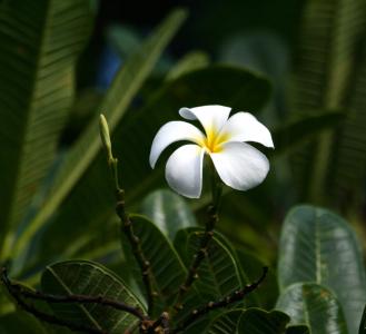 鸡蛋花, 夏威夷, 岛屿, 花, 热带, 开花, 白色