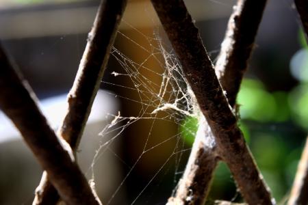 蜘蛛网, 灰色, 黑暗, 窗口, 铁棒