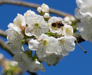 蜜蜂, 传粉者, 樱桃, 觅食, 白色的花, 自然
