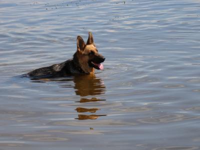 狗, 牧羊犬, 浮在水面上, 河, 波纹, 太阳